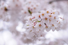 赤城山の千本桜2_1488