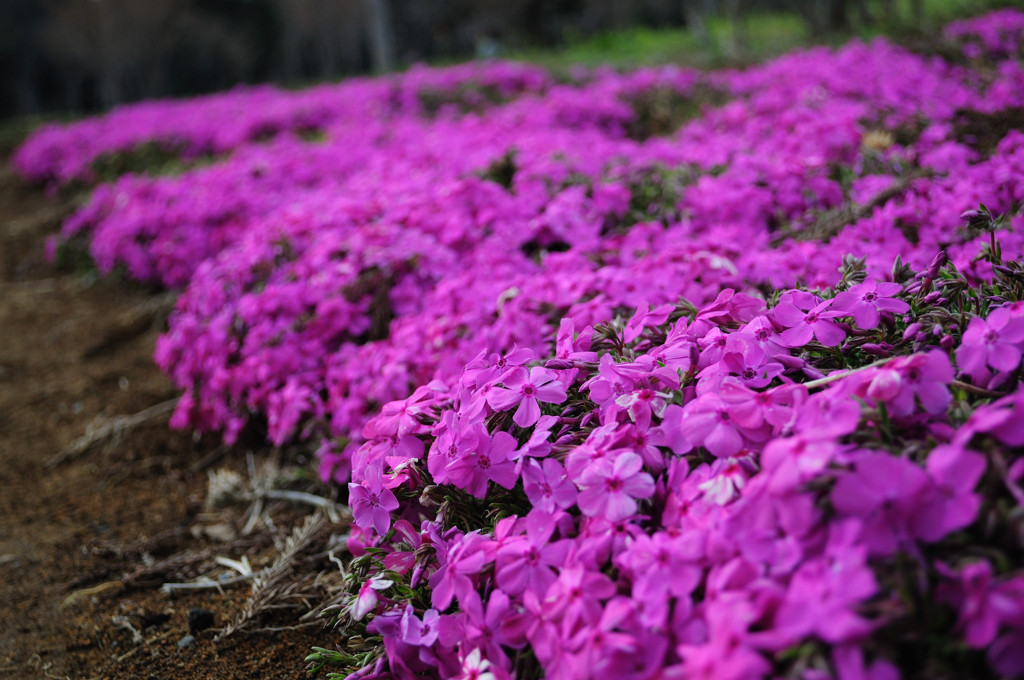 赤城山の千本桜_1351