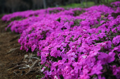 赤城山の千本桜_1351