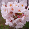 赤城山の千本桜2_1399