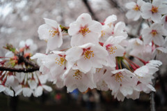 赤城山の千本桜2_1402