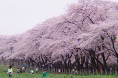 赤城山の千本桜2_1444