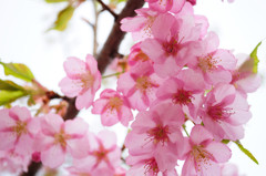 赤城山の千本桜_1360