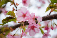 赤城山の千本桜_1364