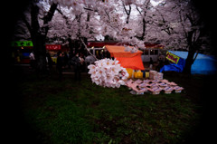 赤城山の千本桜2_1398