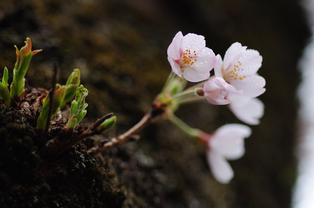 赤城山の千本桜2_1471