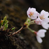 赤城山の千本桜2_1471