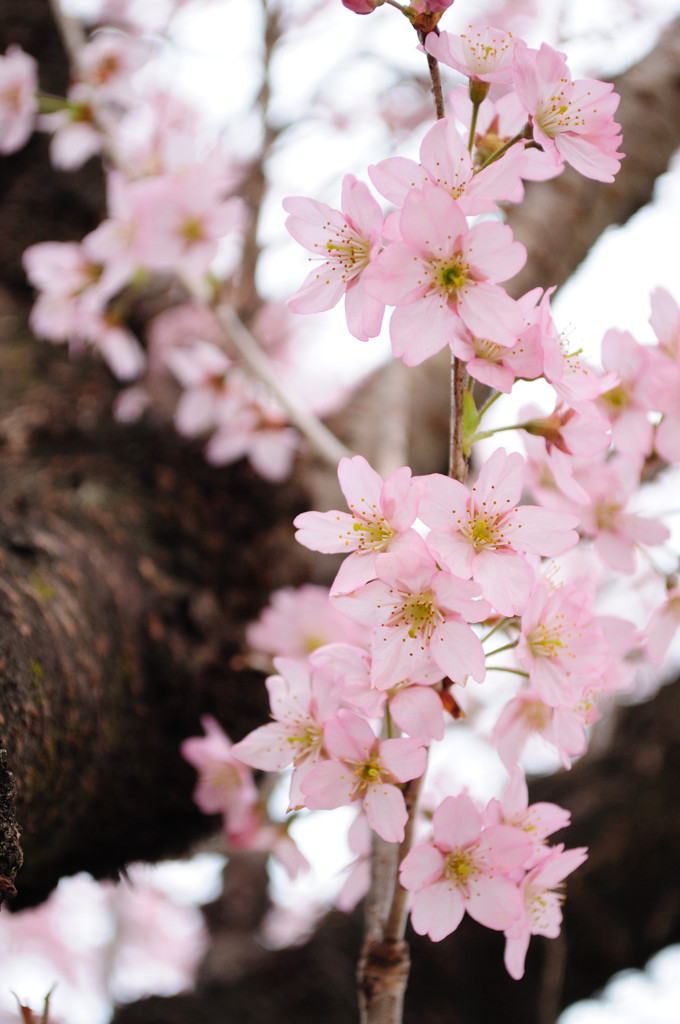 赤城山の千本桜_1356