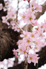 赤城山の千本桜_1356