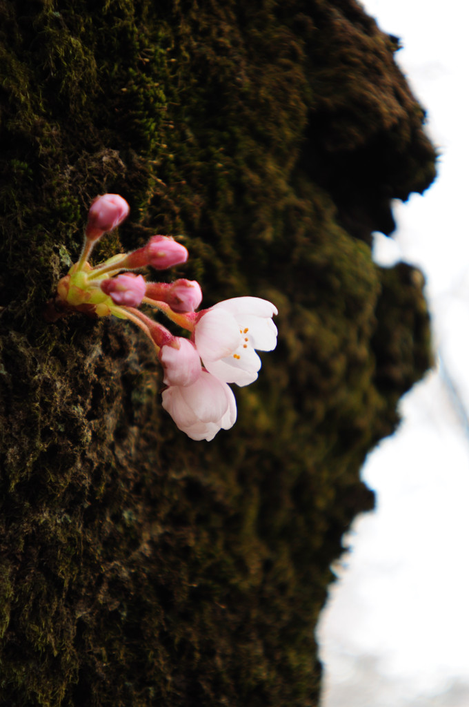 赤城山の千本桜2_1409