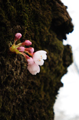 赤城山の千本桜2_1409
