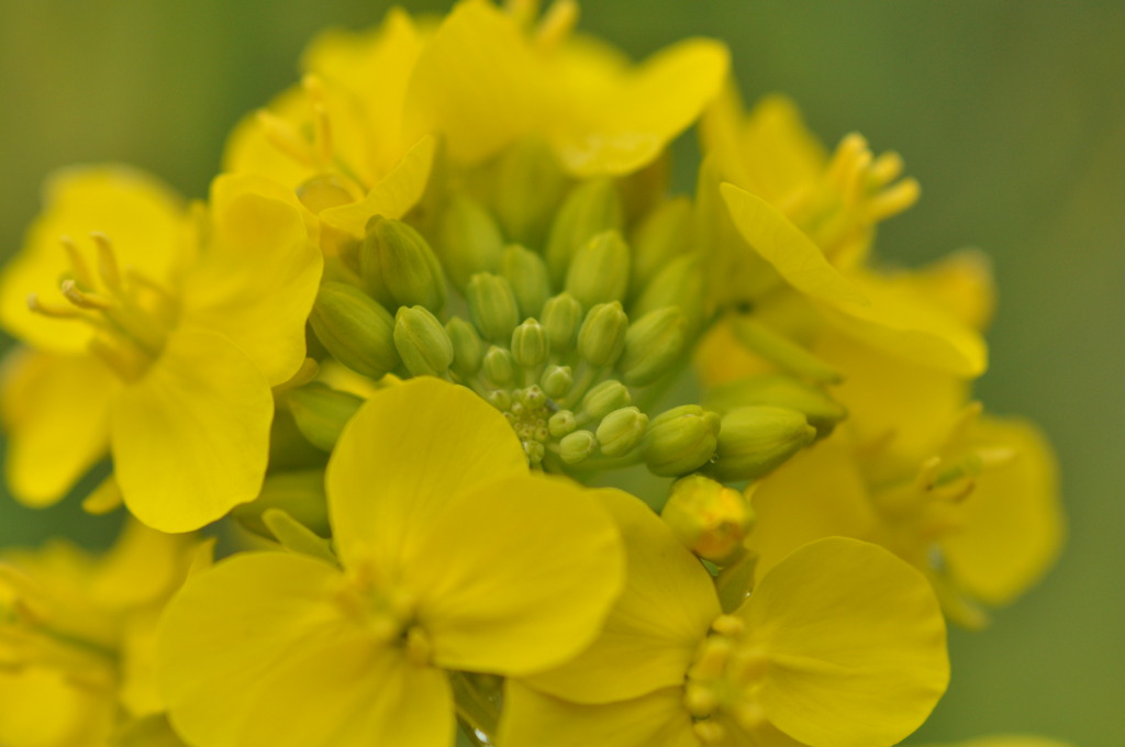 菜の花