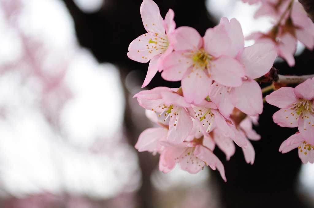 赤城山の千本桜_1354