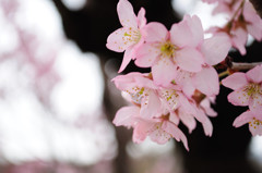 赤城山の千本桜_1354
