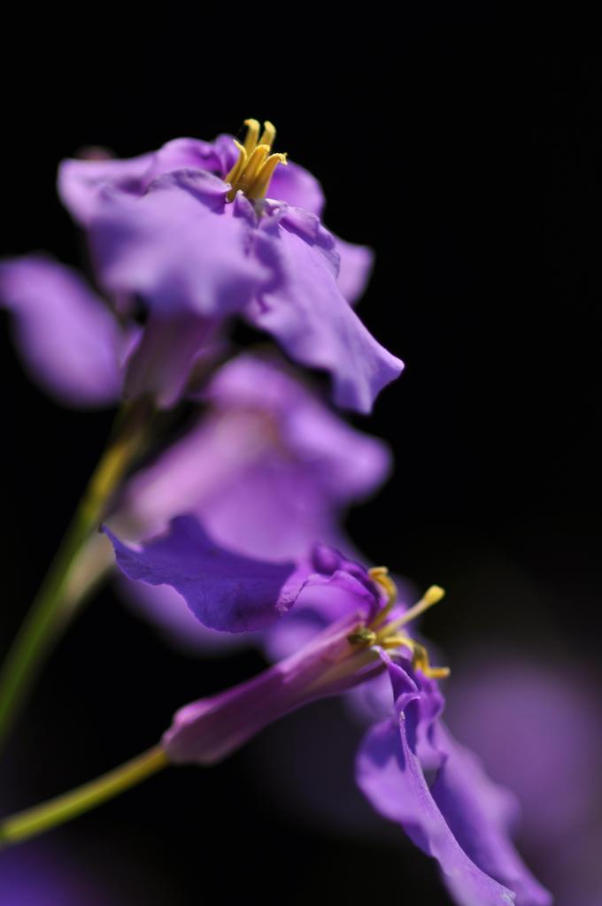 花大根