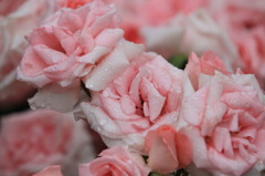 雨上がりのシロ