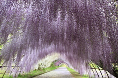 藤のトルネル