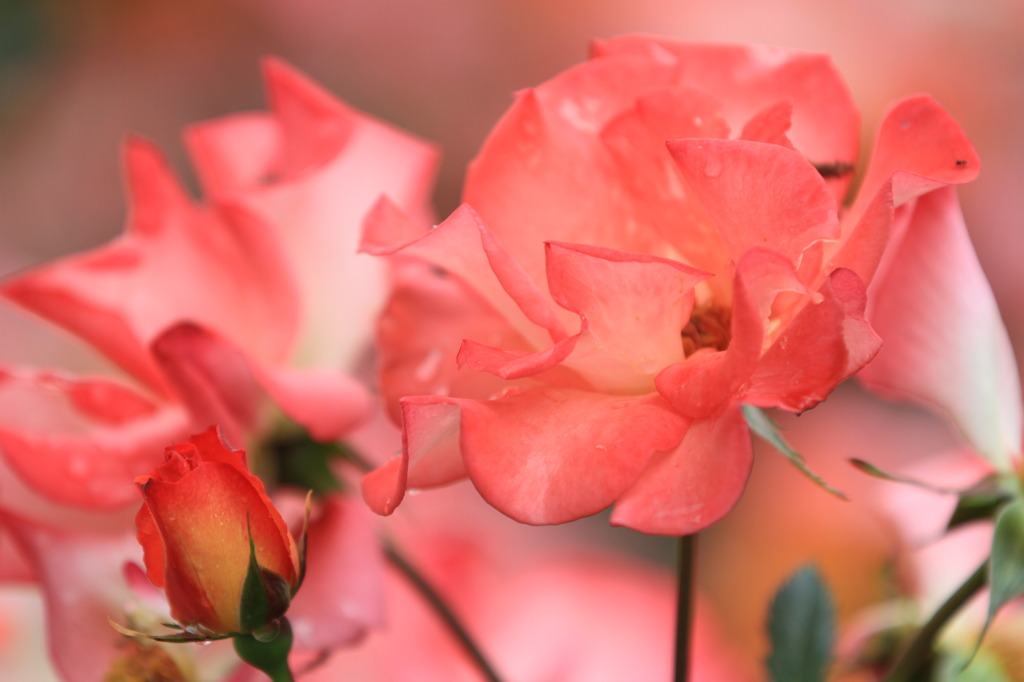 雨上がりのアカ