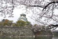 大阪城の桜