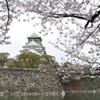 大阪城の桜