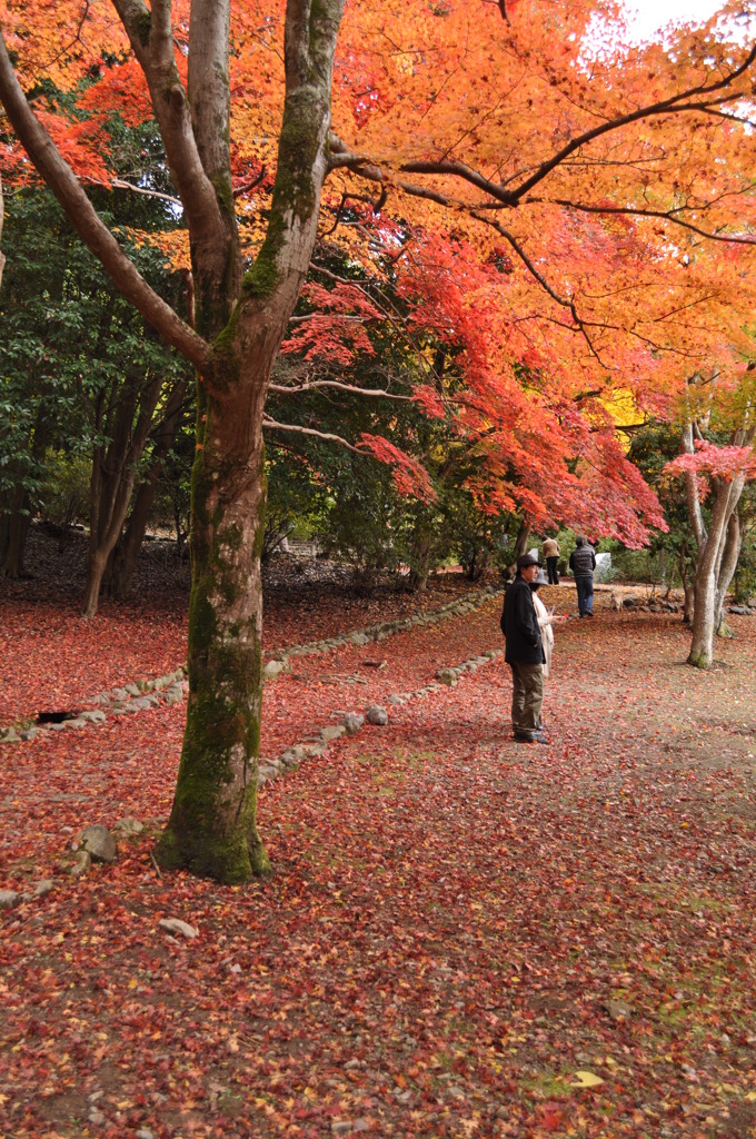 紅葉の季節