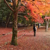 紅葉の季節