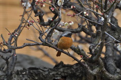 梅に鳥