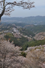 吉野一目千本桜