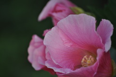 芙蓉