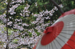 桜の季節