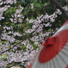 桜の季節