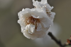 華農玉蝶