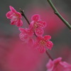 紅梅