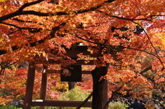 常寂光寺の秋