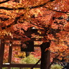 常寂光寺の秋