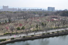 大阪城梅林