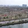 大阪城梅林