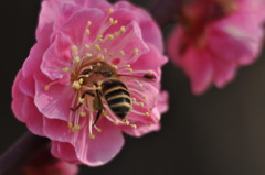 蜜を求めて