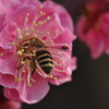蜜を求めて
