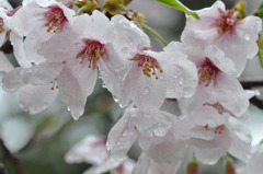 雨上がり