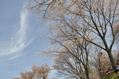 吉野山桜