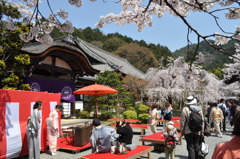 桜の下での茶会