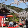桜の下での茶会