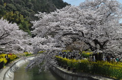 春の山科疎水