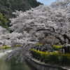 春の山科疎水