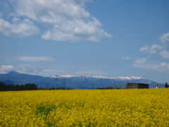 菜の花まつり