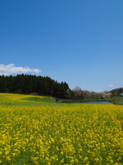 菜の花まつり