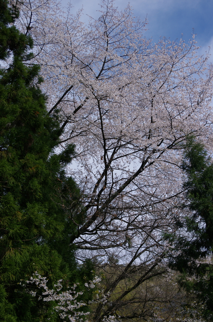 仙人桜