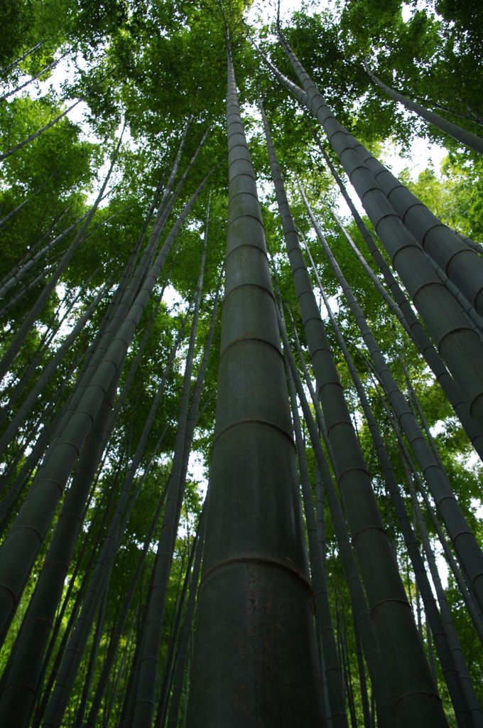 青竹の庭