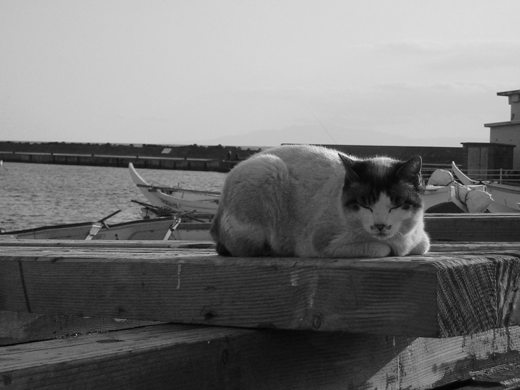 漁港　野良猫　お昼寝